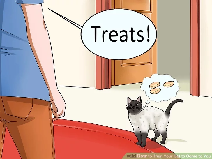 how to get a cat come to you